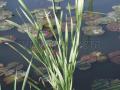 Tavi növények - Typha latifolia 